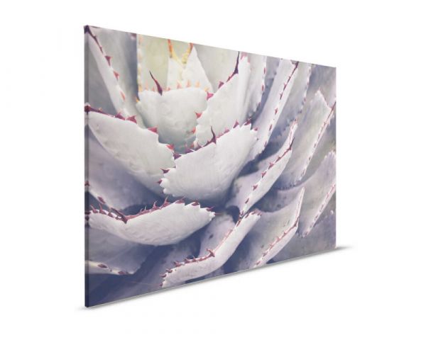 Leinwandbild Cactusplant 90x60cm DD123910