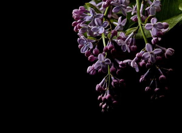 Vlies Fototapete Digitaldruck dark flowers 1 350 x 255 cm DD123464
